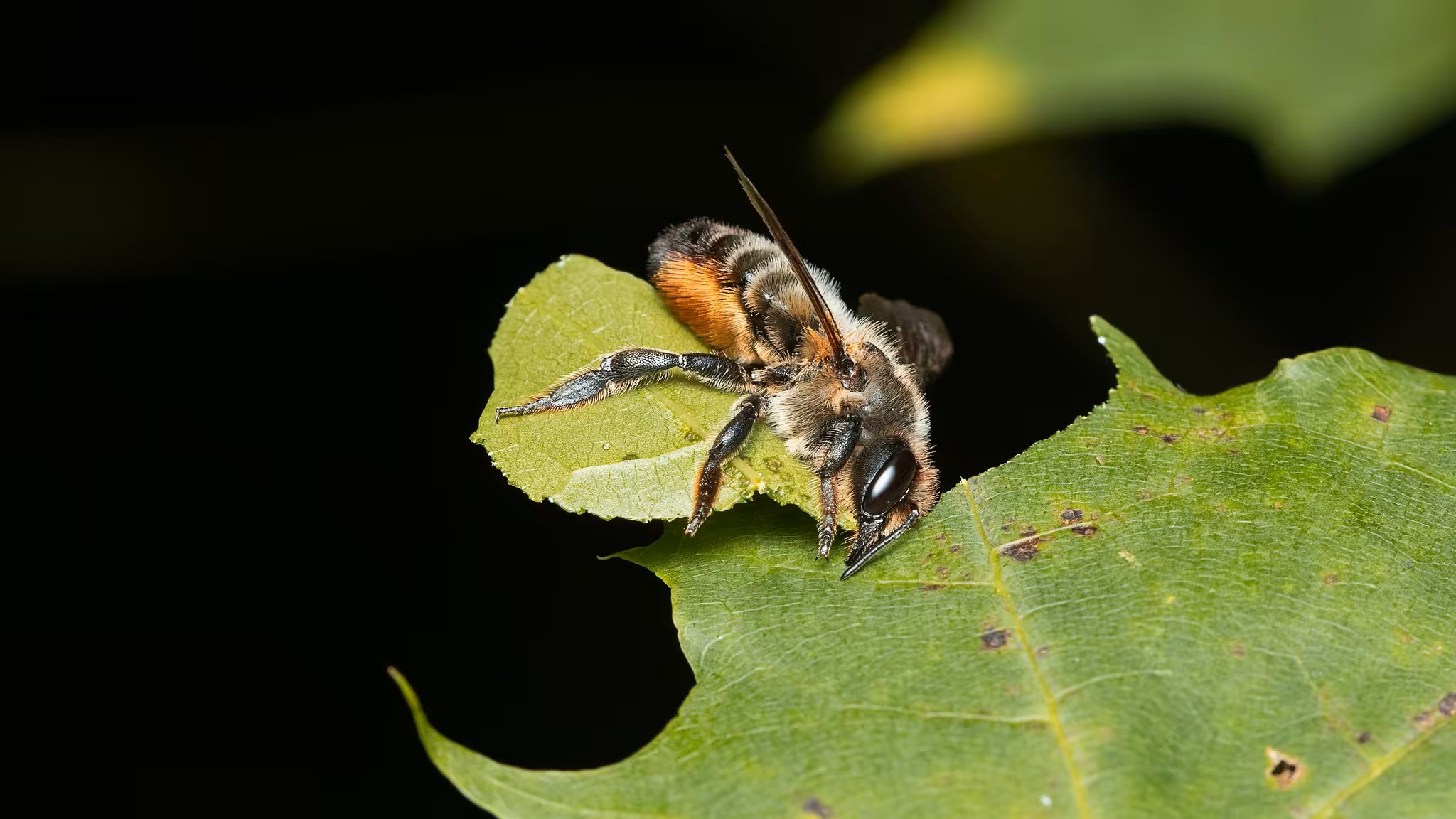 Megachile-willughbiella-Female-19072024-01-Natural-back-AH-1-_main