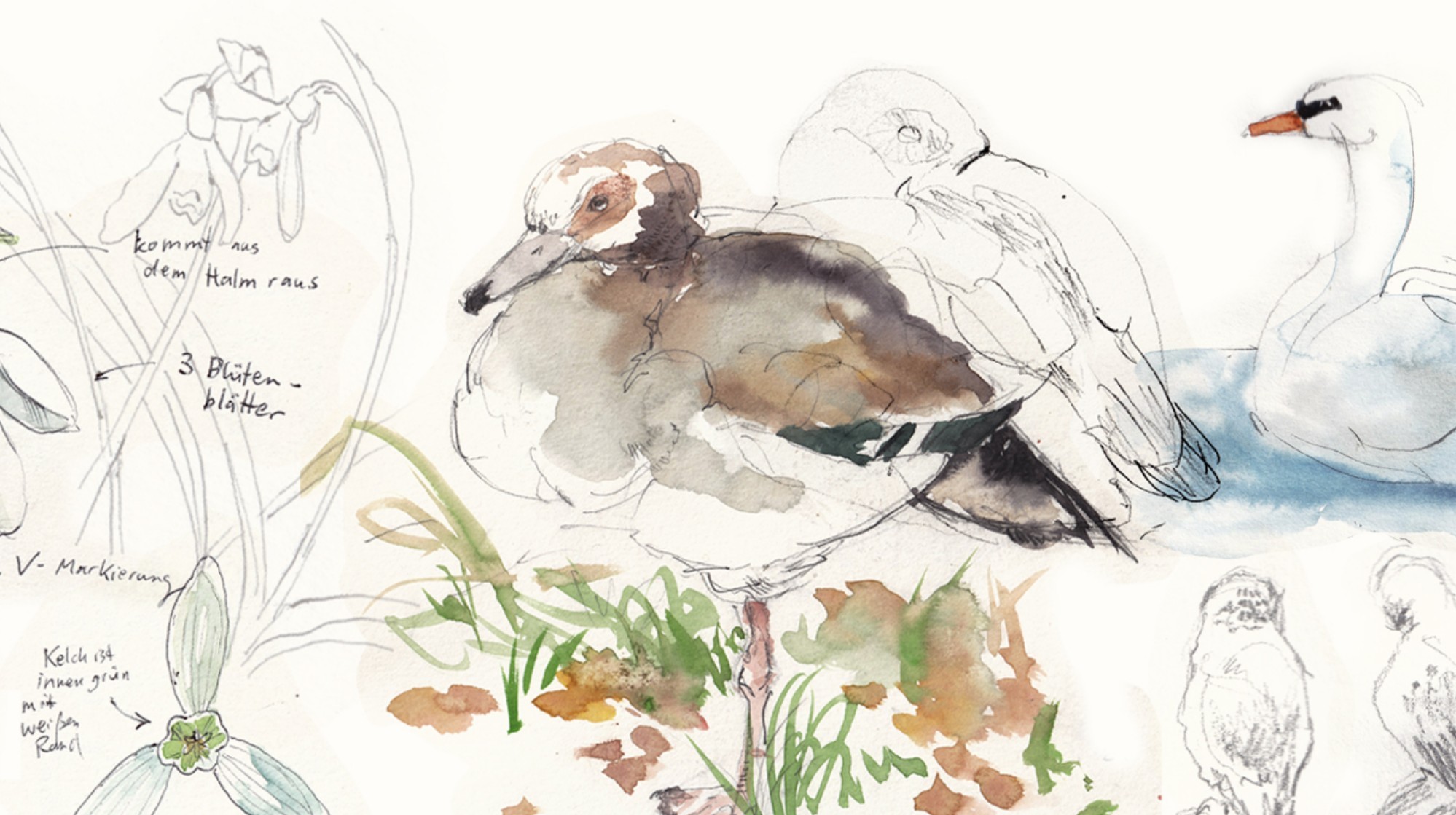 field_scetching_vivi_main