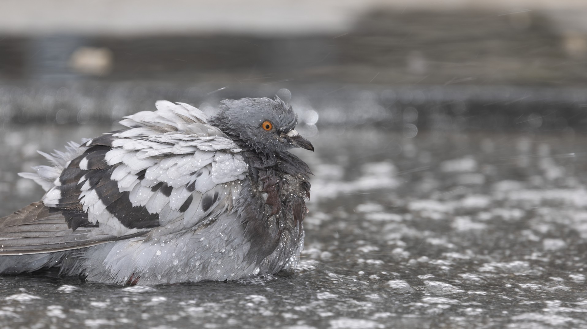 pigeons_de_rue_sous_l-objectif0_main