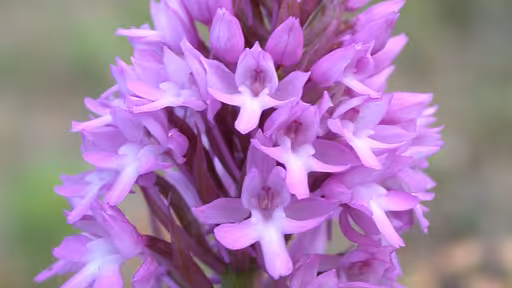 Anacamptis-pyramidalis_KL_main