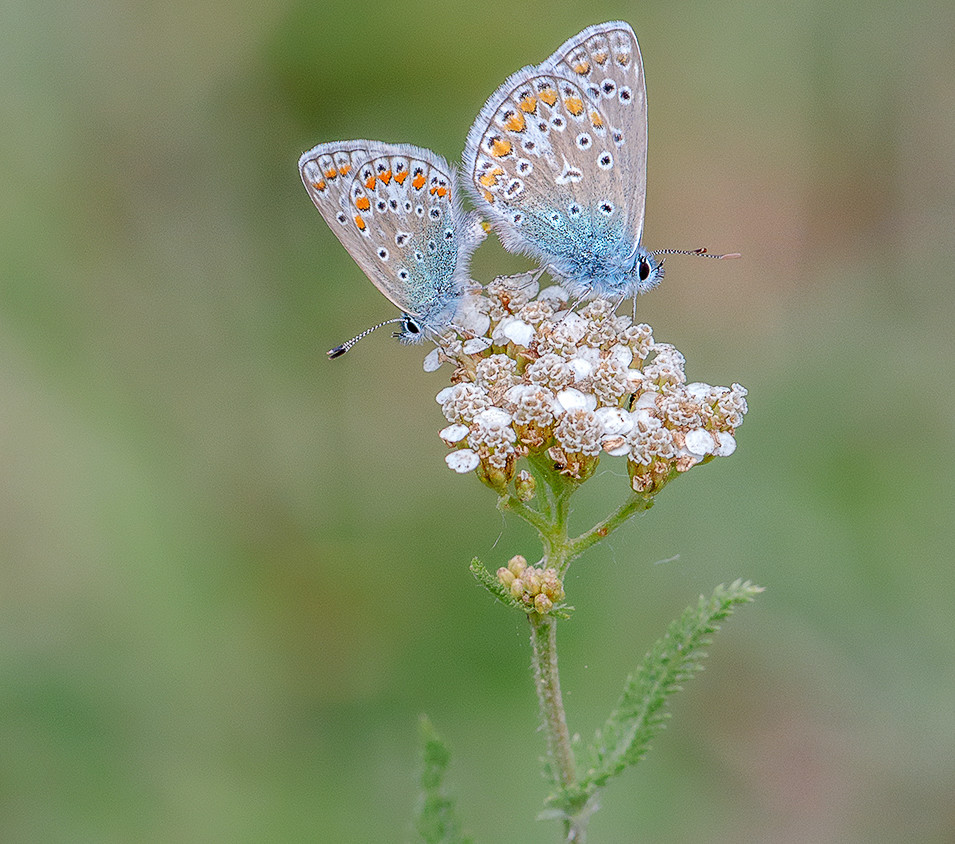 nafh2nafh2jpg-1_main