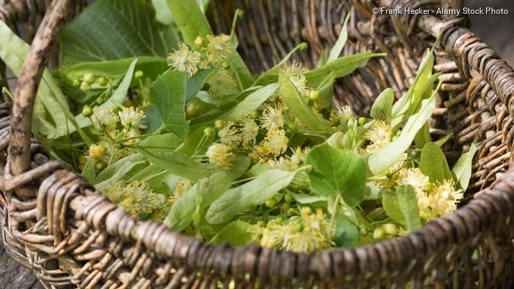 1_Linde-2e16d0ba-fill-740x417-format-jpeg-jpegquality-70_main