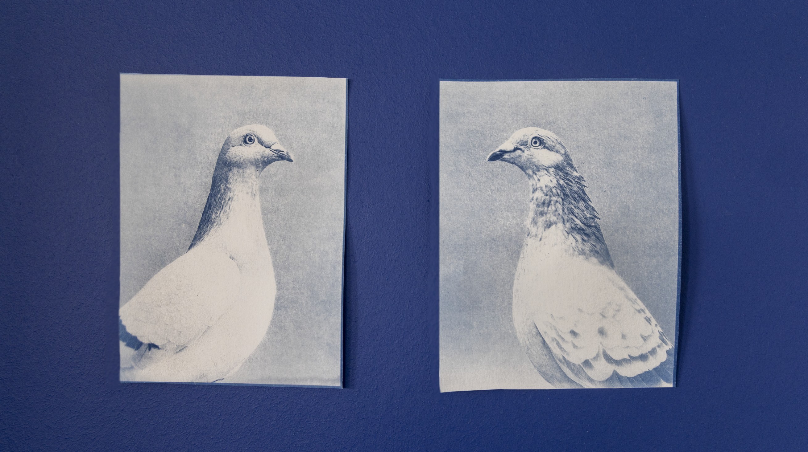 cyano_pigeons_main