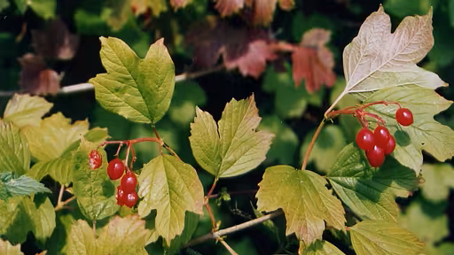 6xg2naixro9uu81cl8aep4ai8cea_main