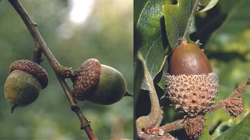 Fig-2_Diff-rents-glands-de-ch-ne_main