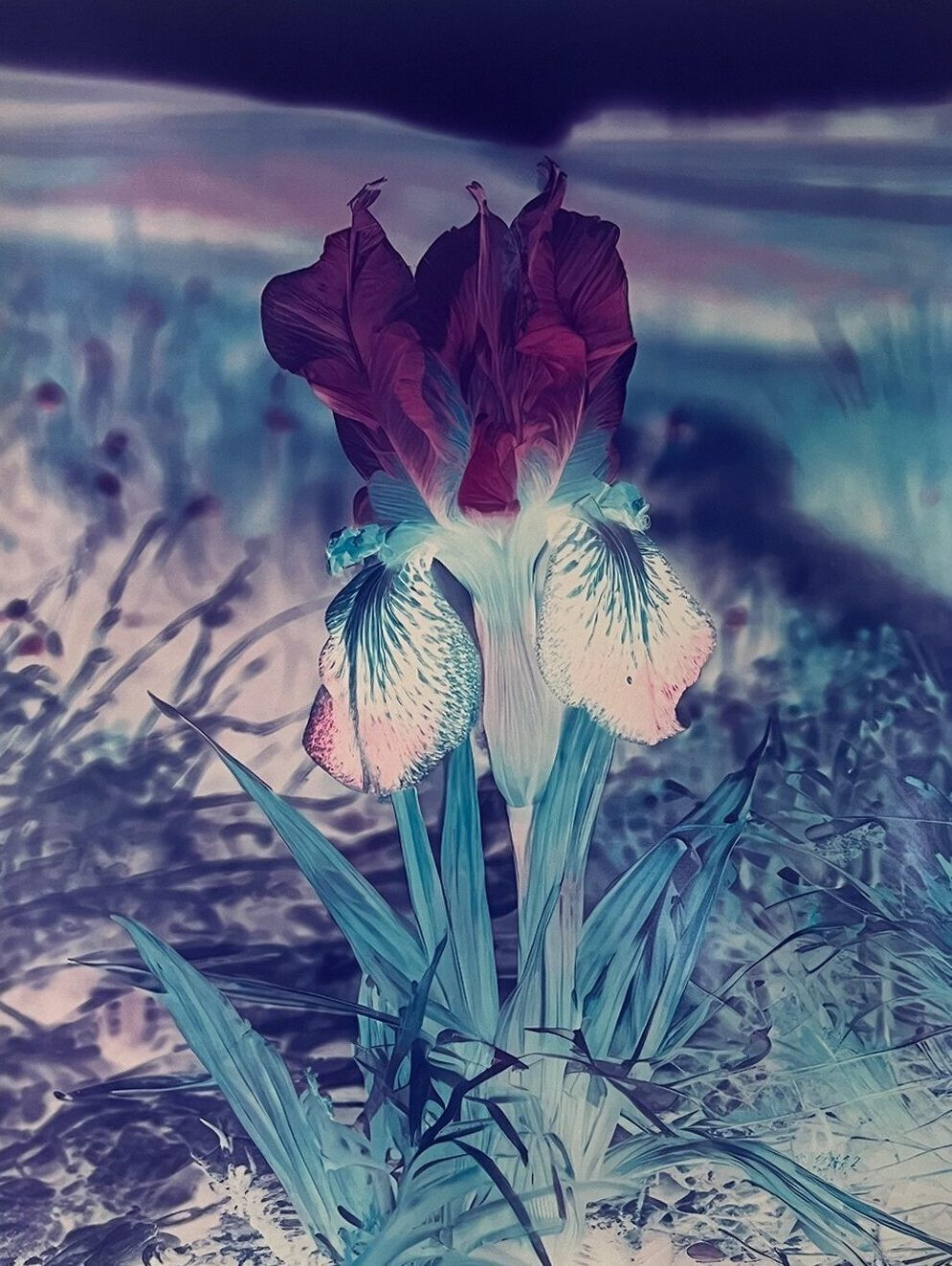 Mlle-Steichen-Version-XI_main