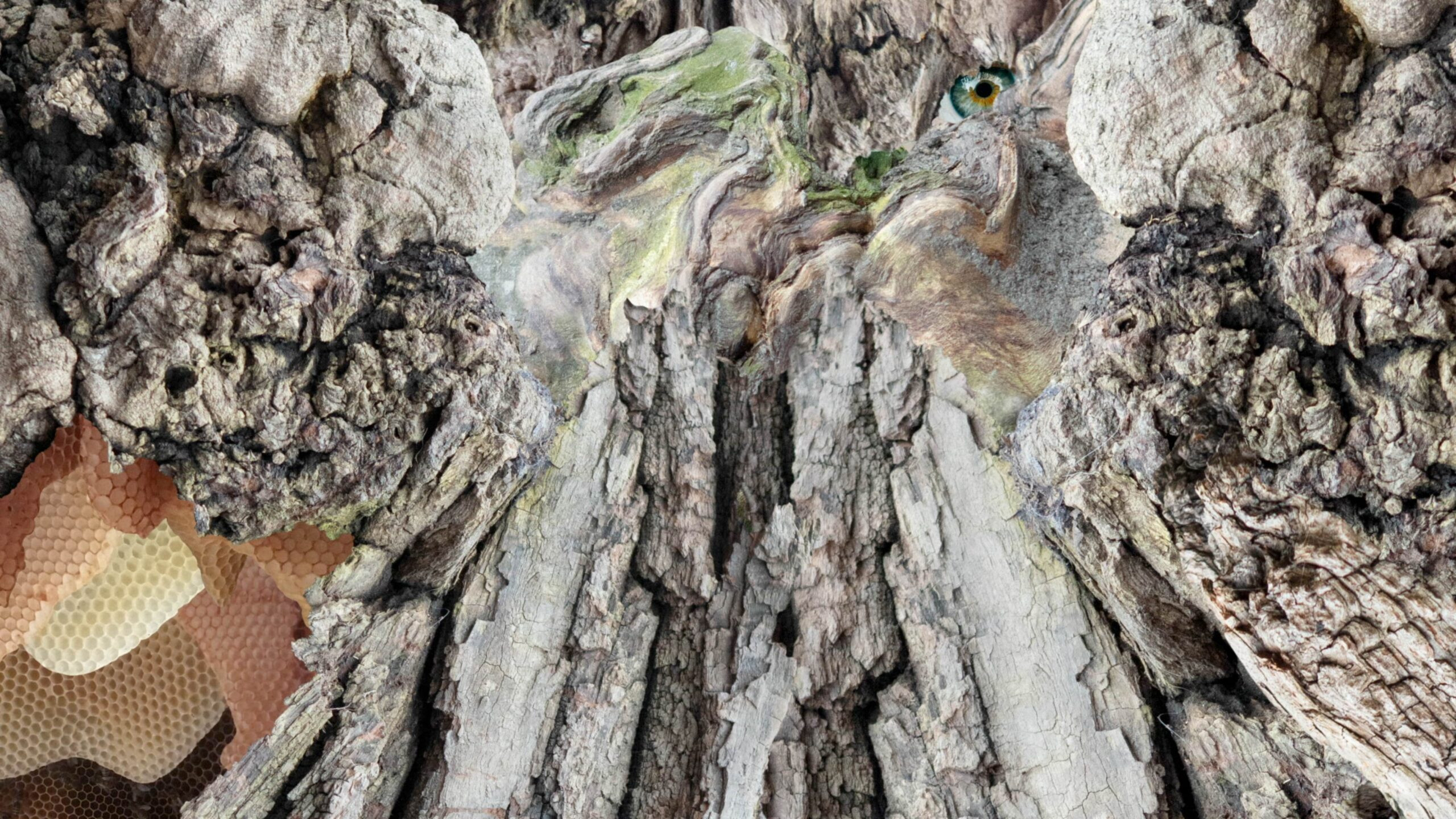 8lhoo8lhoojpeg-scaled_main