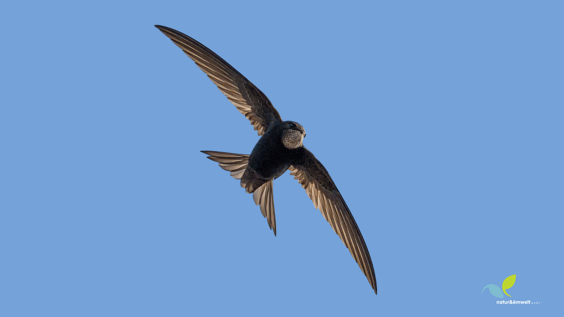 Citizen-Science-Monitoring-Banner-1_main