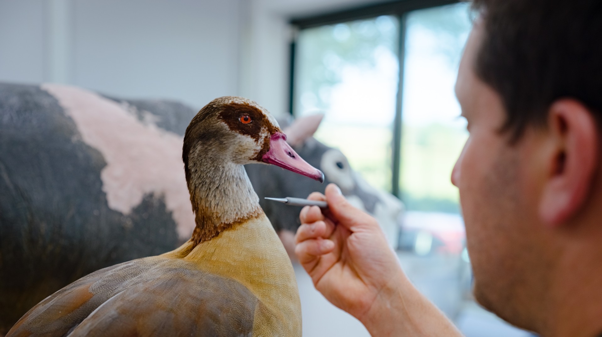 l_art_de_preparer_des_animaux_naturalises_main