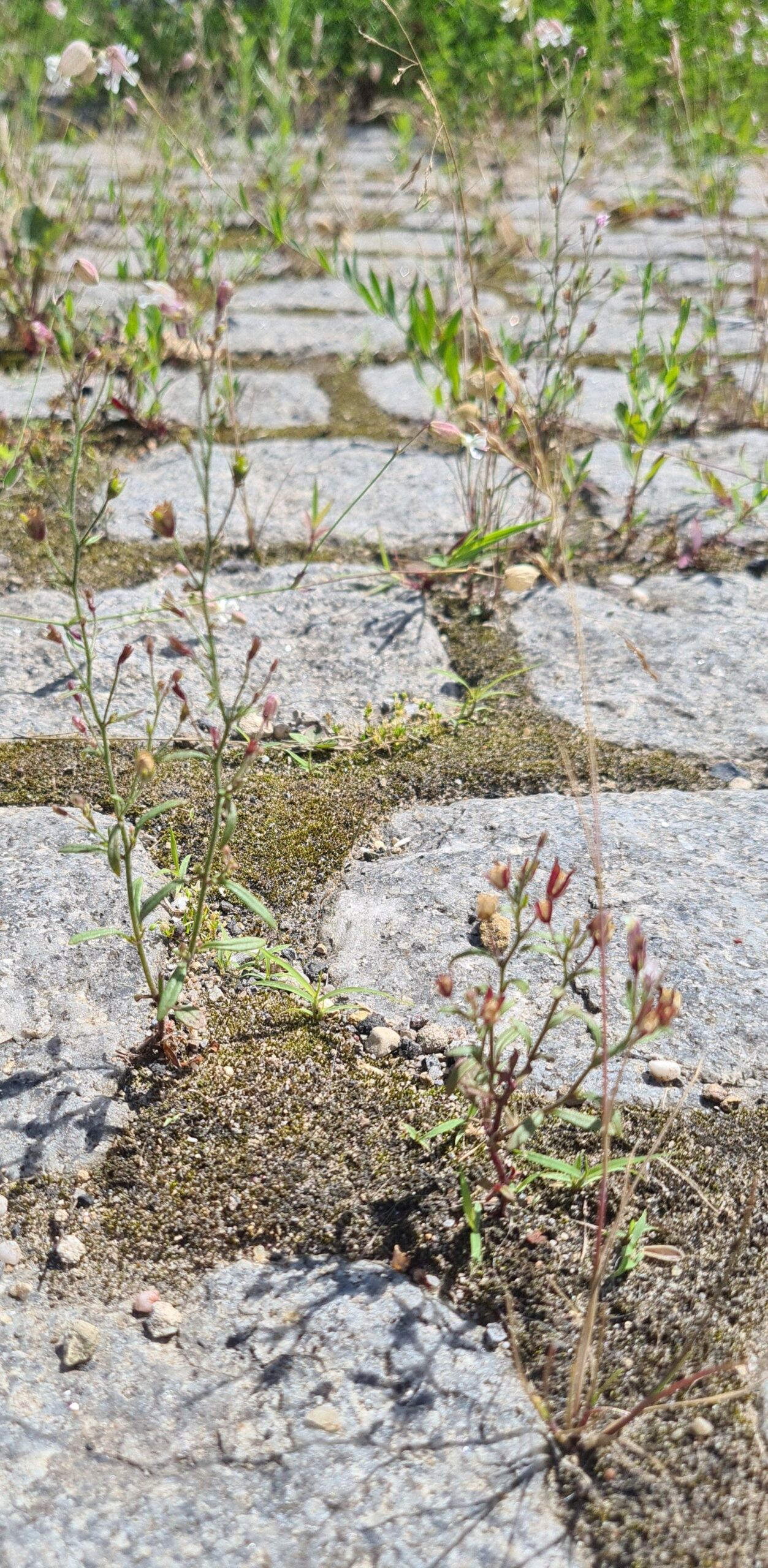 bisrmbisrmjpg-scaled_main