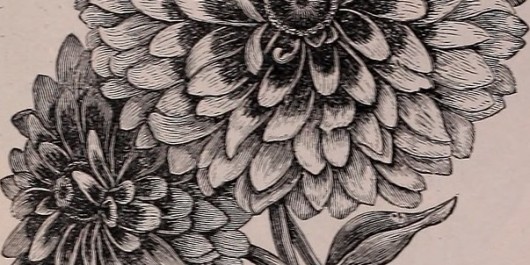 20380315260_0b5fba3aab_c