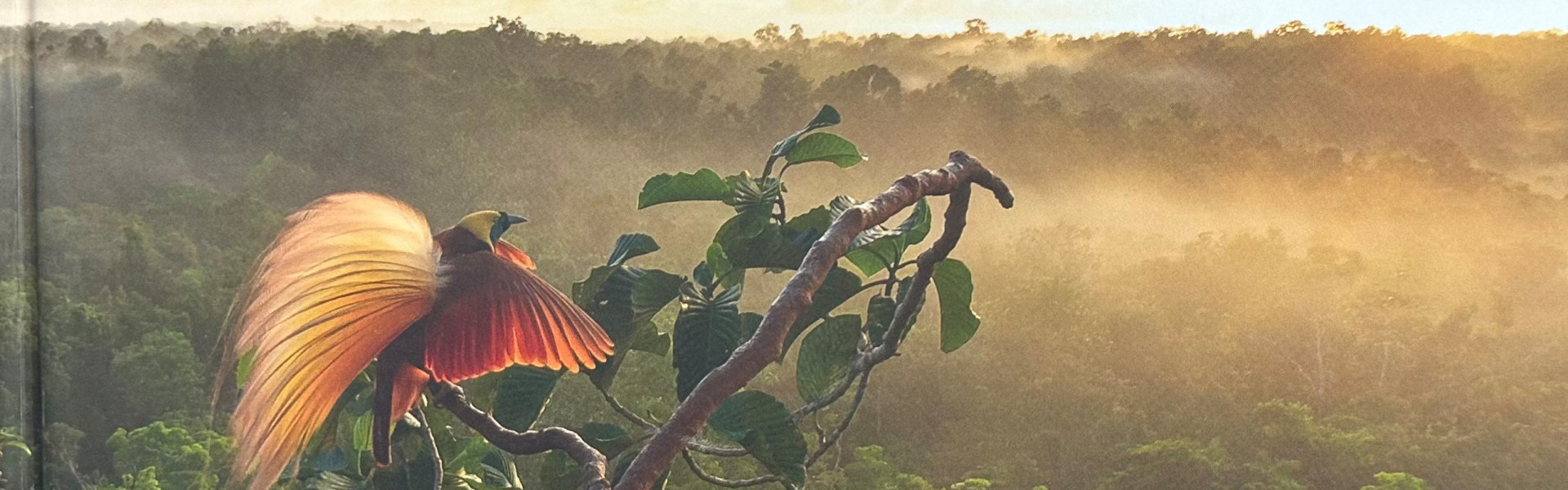 Alfred Russel Wallace et l'Archipel malais - Visit Luxembourg City