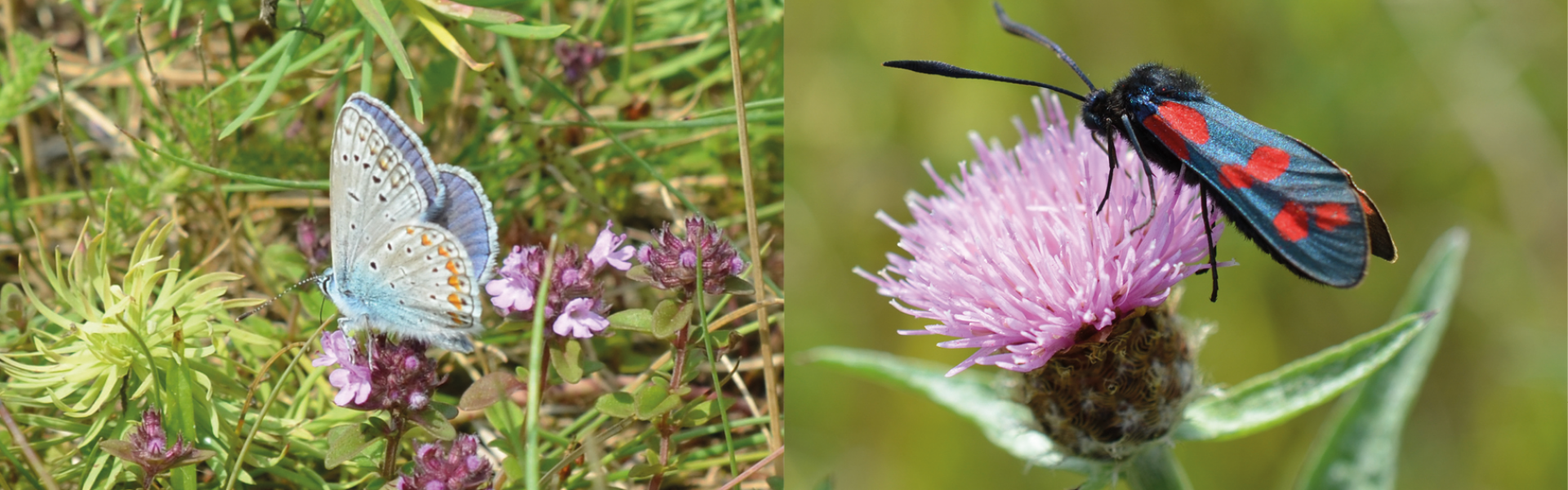 Arboretum Kirchberg - Multicolored lawn diversity - Visit ...