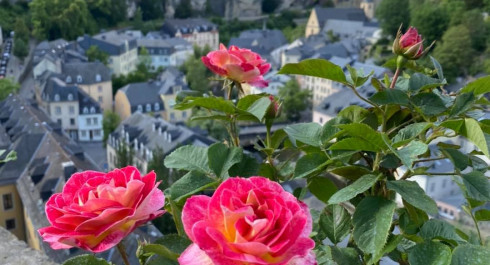 Rosengarten "Rousegaart op de Rondellen”