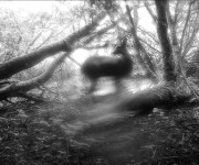 Casino_Video_Club: Dzhovani Gospodinov