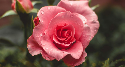 tiffany-chan-ptgjrj9-ld8-unsplash-scaled_main