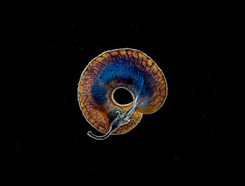 bequ4bequ4jpg-1_main