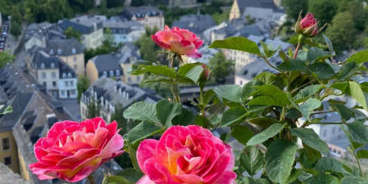 Roses