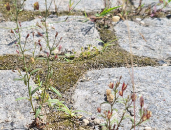 bisrmbisrmjpg-scaled_main